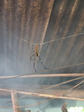 Golden Orb weaver spider on a web