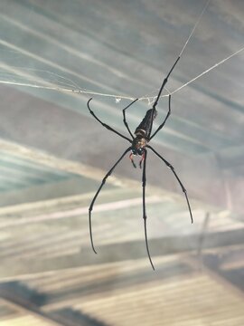 Golden Orb weaver spider on a web