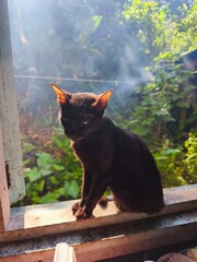 cat on the window © Rizell