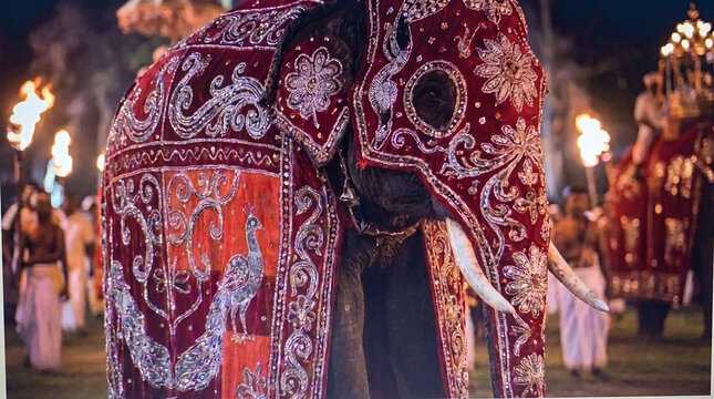Traditional ceremonial elephant at illuminated event