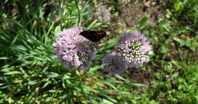Blooming purple chives flower inside green herb garden closeup. Fresh organic allium schoenoprasum plant with peacock butterfly sitting on blossom. Culinary spicy herbs cultivation in backyard farm.