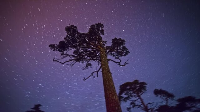 View of a tall pine tree silhouetted against a vibrant night sky filled with star trails in Riga, Latvia.