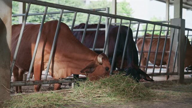 Close up of cows feeding on fresh grass in livestock shed agriculture concept.
