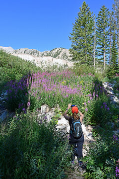 Woman hiker photographs stand of colorful wildflowers on Thomas Lakes Trail in Maroon Bells-Snowmass Wilderness with Mount Sopris in background.