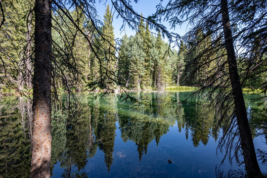 Reflections of evergreen forest in Thomas Lake in Maroon Bells-Snowmass Wilderness on clear sunny summer morning.