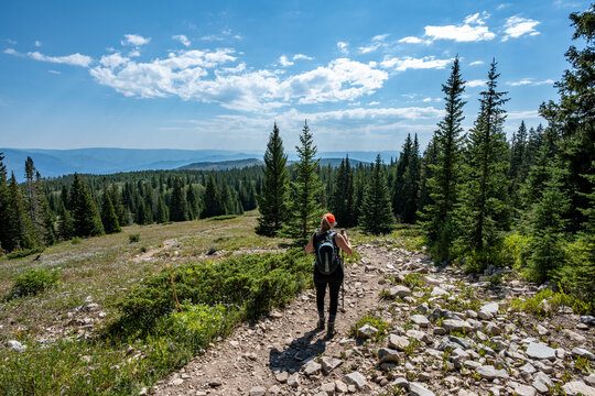 Woman hikes amidst wildflowers and evergreen trees on Thomas Lakes Trail in Maroon Bells-Snowmass Wilderness on clear sunny summer morning.