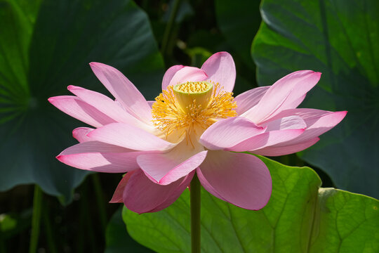水辺の花」の写真素材 | 28,304件の無料イラスト画像 | Adobe Stock