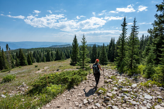 Woman hikes amidst wildflowers and evergreen trees on Thomas Lakes Trail in Maroon Bells-Snowmass Wilderness on clear sunny summer morning.