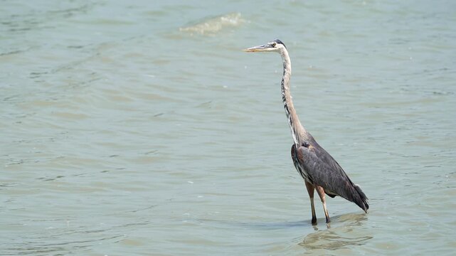 Great Blue Heron standing in the shallows of Utah Lake as it hunts.
