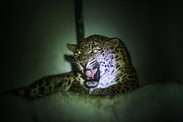 Leopard Growling at Night in Gujarat India Wildlife Portrait © Patel Bharat