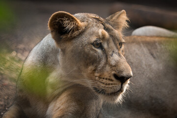 Close Up Portrait of Lioness Gujarat India Wildlife © Patel Bharat