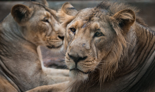 Pair of Asiatic Lions Resting Gujarat India Wildlife Portrait