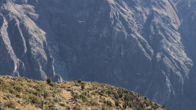 The highland area. Walking path on the hillside. Cacti, yellow grass on the plateau. Against the steep mountain slope, the silhouette of a flying condor. Tourists on the edge of the observation deck. 