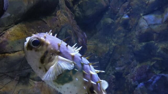 Porcupinefish, Deepwater burrfish, swimming gracefully underwater. 4K