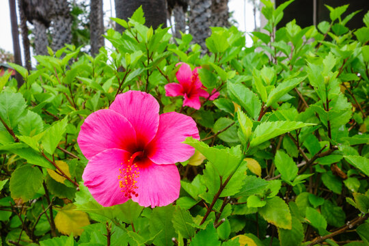 Pink hibiscus rosa-sinensis flower blooming beautifully amid lush green foliage in a sunny San Diego, California; close-up shot