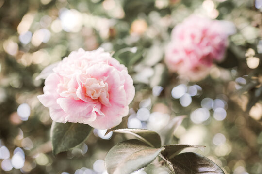 pink camellia, flower blossom, garden nature, spring bloom, bokeh background, soft pink, botanical floral arrangement featuring delicate petals and elegant green leaves in sunlight.