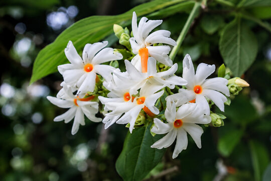 Nyctanthes arbor-tristis flower