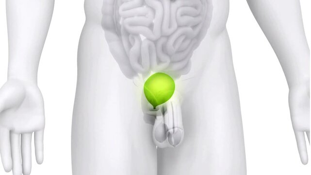 3D Male Anatomy Highlighted Bladder for Urology Education and Medical Science Study