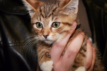 TABBY KITTEN © Kessarin
