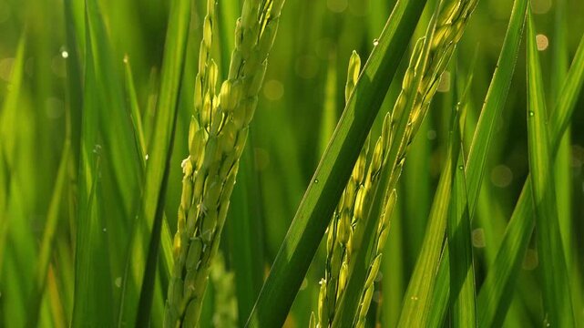 Cinematic Slow Tilt Up Shot of Fresh Green Rice Ears with Dew Drops in Golden Morning Sun