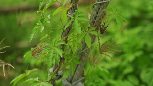 Climbing Vine Growing Along Utility Pole Guy Wire, Close Up, 4K Video Footage