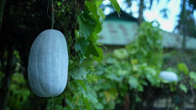 A fresh ripe ash gourd hanging from a green vine in a traditional rural garden.
