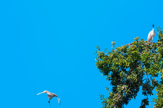 An Australian white ibis gliding away from treetop canopy beaneath a brilliant blue sky while the other remain perched among the sunlit foliage, Cobden, Victoria, Australia