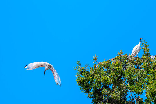 An Australian white ibis gliding away from treetop canopy beaneath a brilliant blue sky while the other remain perched among the sunlit foliage, Cobden, Victoria, Australia