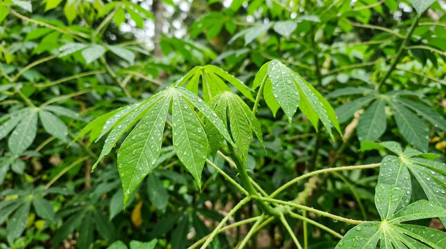 Dew drops on fresh green cassava leaves, Manihot esculenta, tropical foliage