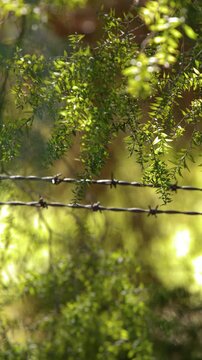 Barbed Wire Fence with Green Foliage in Australian Outback