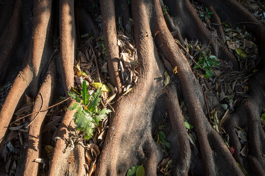 Banir Beringin Iprik, Preh, Ficus retusa, Ficus truncata root buttress