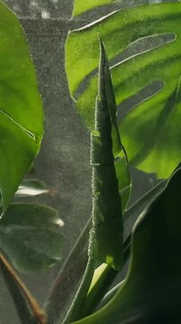 Water droplets spraying young unfurling monstera leaf in slow motion, tropical nature background.