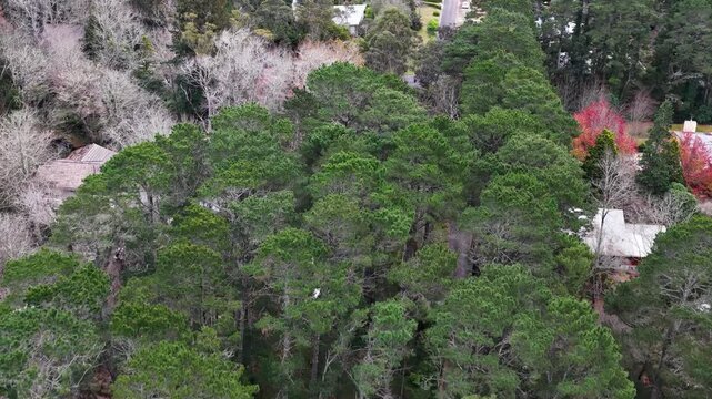 Aerial View of Residential Houses Nestled in Lush Forest