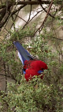 Crimson Rosella Parrot Foraging in Green Foliage