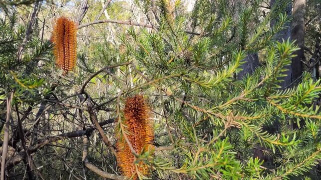 Orange Banksia Ericifolia Flowers Blooming in Australian Bushland