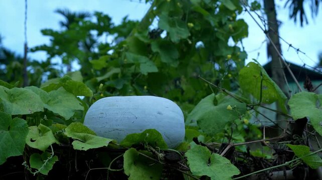 Raw winter melon or white gourd growing on plant leaves in village farm agriculture video footage