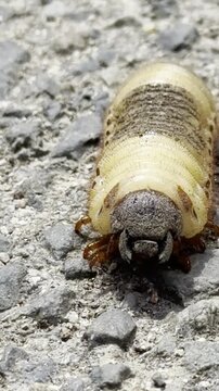 A closeup video of a nasty pest crossing the road in a small town in Central Bulgaria - this is a bug which can cause a lot of damage on a farm 