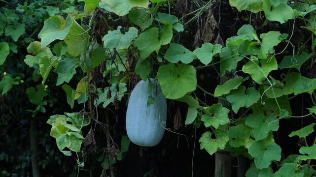 Wide shot of a healthy white wax gourd hanging amidst dense green foliage in a countryside farm.