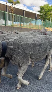 Flock of sheep transhumance through a street