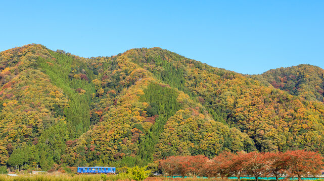 色鮮やかな紅葉を背景に若桜鉄道の気動車が八東川を越える