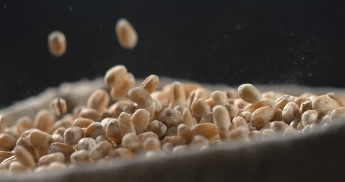 Wheat grains falling into burlap sack in super slow motion macro