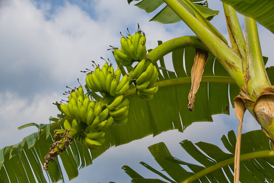 Low angle shot of a Kepok banana tree (Saba banana) with a large bunch of green bananas and broad leaves under sky