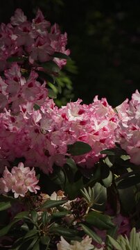 Bright Pink Rhododendrons Bathed in Soft Morning Light