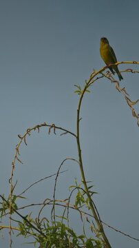 Wild European greenfinch perched on a thin spring branch in slow motion
