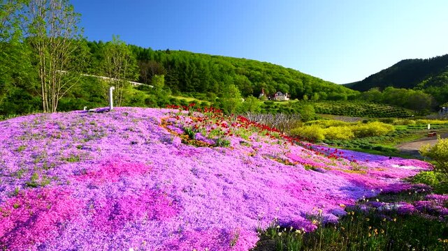 香りの里ハーブガーデン　芝桜