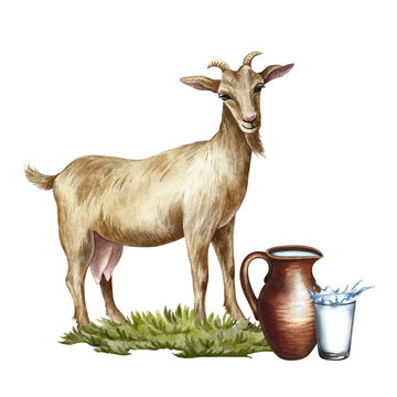 Goat milk. Goat, clay jug, and glass of milk. Hand-drawn watercolor illustration. Perfect for advertising dairy products, banners, posters, packaging, labels, and more.