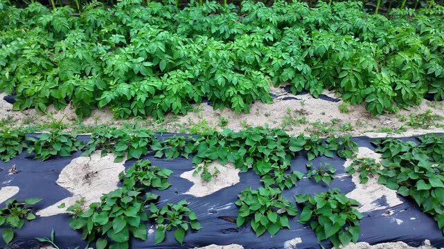 Young bean plants growing in mulched rows during active growing season. Healthy green crop demonstrating modern cultivation methods, productive farming and successful vegetable production.