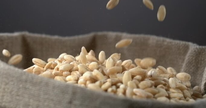 Pearl barley grains falling into burlap sack in super slow motion