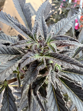 Purple cannabis bud with frosty trichomes