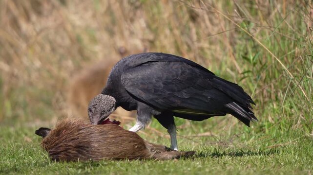 American black vulture Coragyps atratus tears meat from a dead rodent on open grassland, close wildlife behavior shot.